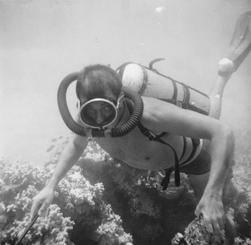 Underwater field work off the island of Vava'u, Tonga