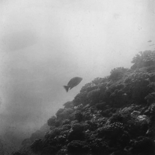 Coral and fish, near Falcon Island