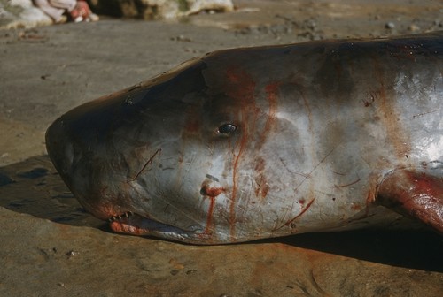 Beached pigmy sperm whale (Kogia breviceps), Encinitas, California