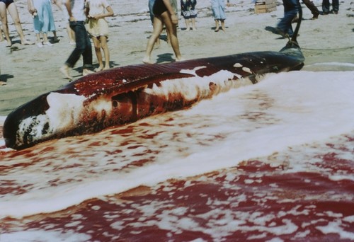 Beached pilot whale (Globicephala), Imperial Beach, California