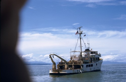 Approaching Velero IV in Punarenas Harbor, American Society of Ichthyologists and Herpetologists (ASIH) preparatory collecting excursion, Costa Rica