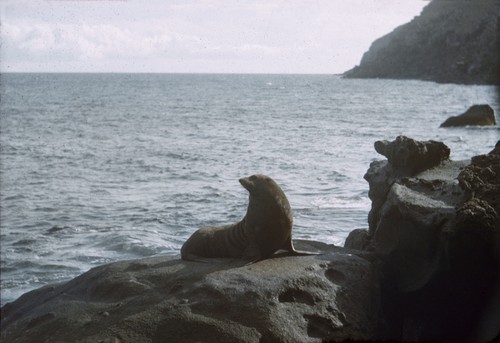 Guadalupe fur seal (Arctocephalus townsendi), Guadalupe Island, Mexico