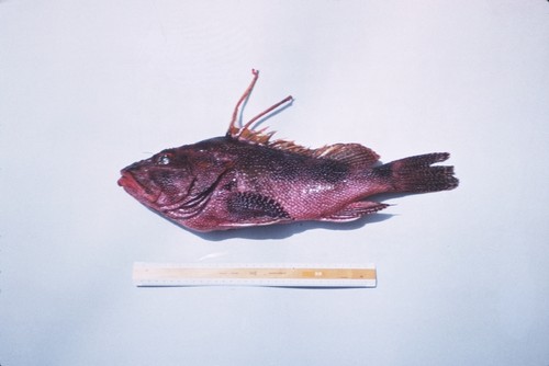 MV 70-IV - Pontius vaughani, caught near Rocas Alijos at 59 fathoms, Baja California