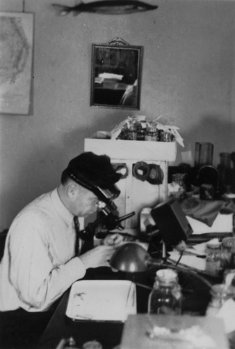 Carl L. Hubbs at the microscope, Scripps Institution of Oceanography