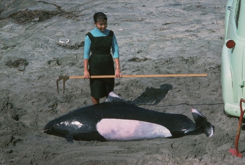 Thelma Jufare with Dall's porpoise (Phocoenoides dalli) stranded two miles north of La Jolla, California