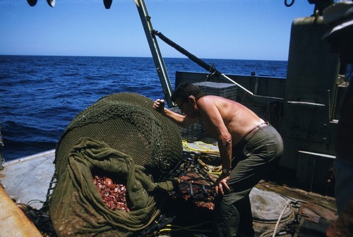 MV 73-I - Carl L. Hubbs with dredge haul, Guadalupe Island, Mexico