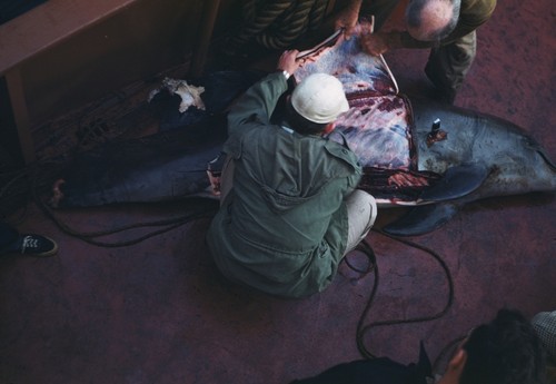 Bottlenose dolphin (Tursiops) collected from the ship Orca in San Diego Bay