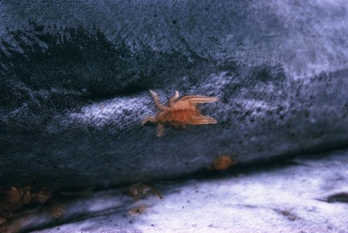 Whale louse (cyamus sp.) on stranded gray whale, San Clemente, California