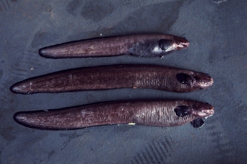 Lycodes n. sp., MV 69-VI, Melville cruise, San Diego, California