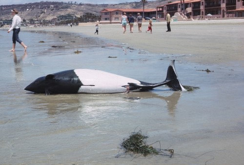 Dall's Porpoise (Phocoenoides dalli) stranded on La Jolla Shores beach, California