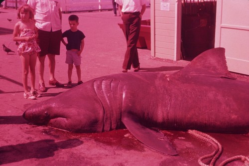 Basking shark (Cetorhinus maximmus), Del Mar, California