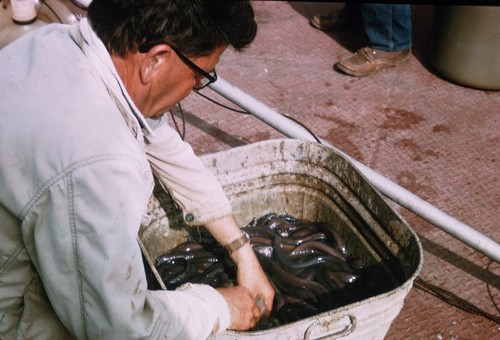 Carl L. Hubbs with catches from afternoon set-line off Guadalupe Island, Mexico