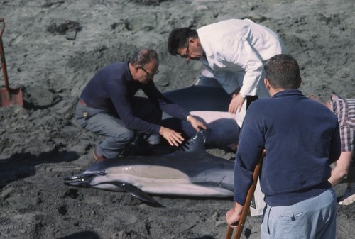 Carl L. Hubbs, Robert Wisner, and James Coatsworth with a Dall's porpoise and common dolphin stranded two miles north La Jolla, California