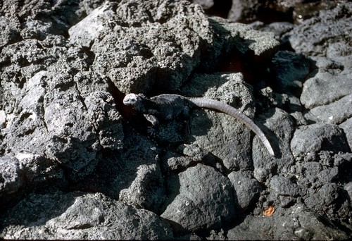 Marine iguana, Conway Bay, Santa Cruz Island, Galápagos Islands