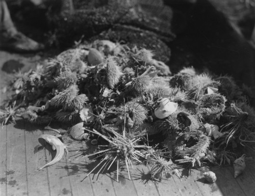 Trawl catch specimens collected aboard the ship Atlantis, Cuba