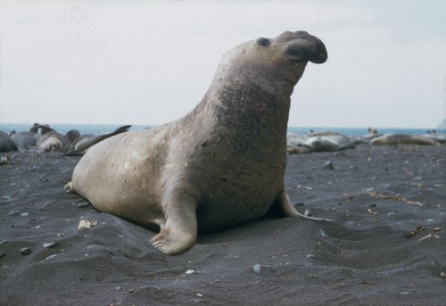 Elephant seal bull (Mirounga), Guadalupe Island, Mexico