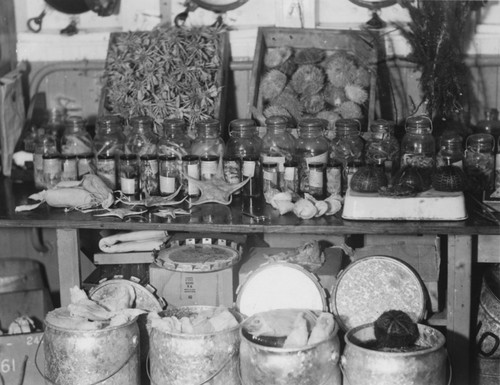 Specimens collected aboard the ship Atlantis, Cuba