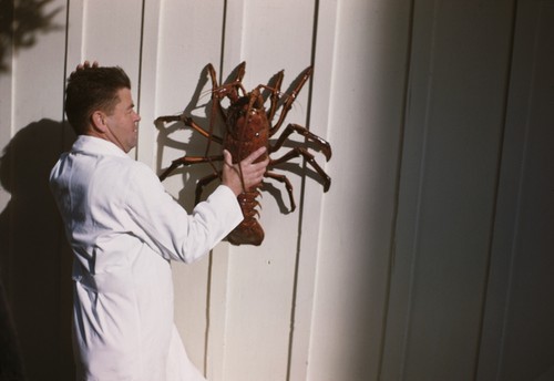 Carl L. Hubbs with spiny lobster (Panulirus interruptus) south of Sunset Cliffs, San Diego, California