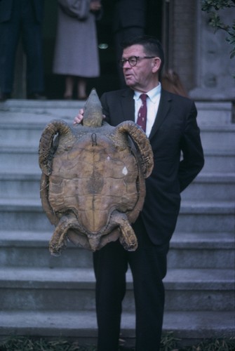 Carl L. Hubbs holding hawksbill sea turtle (Eretmochelys imbricata) in front of Tokyo Regional Fish Research Laboratory, Japan