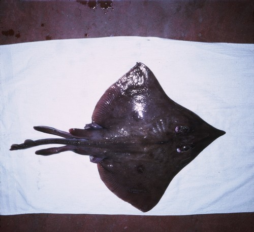 MV 68-I - Longnose skate (Raja rhina) captured at 110-117 fathoms, off Bahía de los Ángeles, Baja California, Mexico