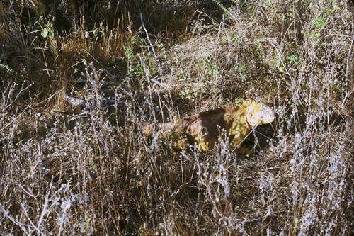 Male iguana, Conway Bay, Santa Cruz Island, Galápagos Islands