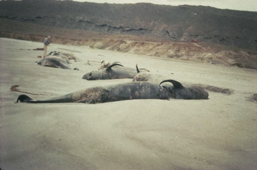 Stranded pilot whales (Globicephala), San Clemente Island