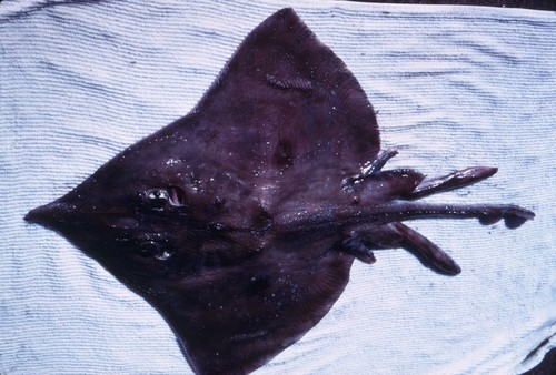 MV 68-I - Longnose skate (Raja rhina), Gulf of California