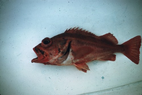 MV 70-I - Sebastes melanostoms, Guadalupe Island, Mexico