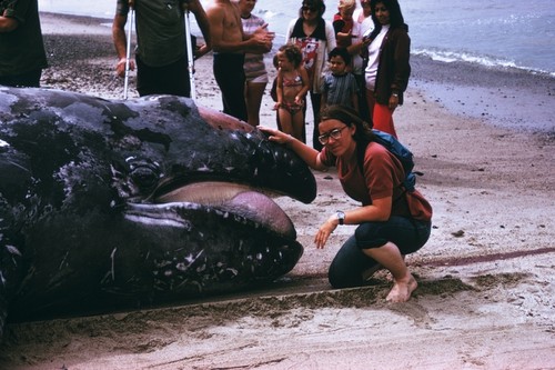 Stranded gray whale, San Clemente, California