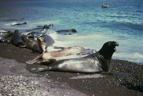 Elephant seals (Mirounga) near water, Barracks Beach, Guadalupe Island, Mexico