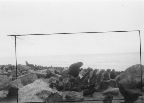 Stellar sea lion rookery, just north of Sea Lion Neck, St. Paul Island, Alaska