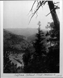 California National Forest, Medicino [sic] Co