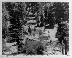 Typical forest scene in the Feather River country