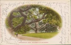 Berkeley oaks, University of California