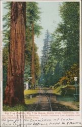 Big Tree Grove, on the Coast Line of the Southern Pacific between Los Angeles and San Francisco, via Santa Cruz