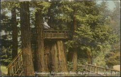 Lonesome yet surrounded by giants, Big Tree Grove, Santa Cruz, California