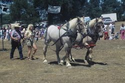 Richard Dilworth and his team of Belgians at the Gravenstein Apple Fair in Ragle Ranch Regional Park, Sebastopol, Calif., Aug. 1988