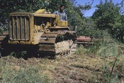 Alan Benelli discing orchard with Caterpillar tractor, June 1974