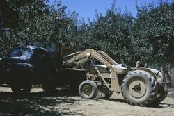 Gravenstein apple picking, 1293 Hurlbut Avenue, Sebastopol, California, Aug. 1973