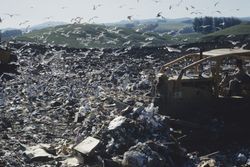 Gulls at the Sonoma County Landfill on Mecham Road, Feb. 1974