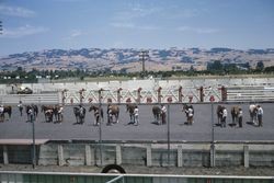 Horse show at the Sonoma-Marin Fair in Petaluma, Calif., July 26, 1965