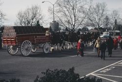 Budweiser eight-horse hitch at the Santa Rosa Veterans Memorial Hall, Santa Rosa, Calif., March 1977