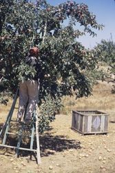 Gravenstein apple picking, 1293 Hurlbut Avenue, Sebastopol, California, Aug. 1973