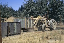 Gravenstein apple picking, 1293 Hurlbut Avenue, Sebastopol, California, Aug. 1973