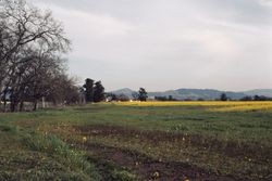 Mustard fields on Occidental Road west of Santa Rosa, California, Mar. 1984