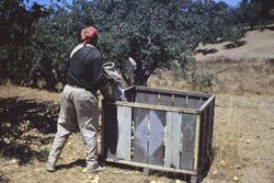 Gravenstein apple picking, 1293 Hurlbut Avenue, Sebastopol, California, Aug. 1973