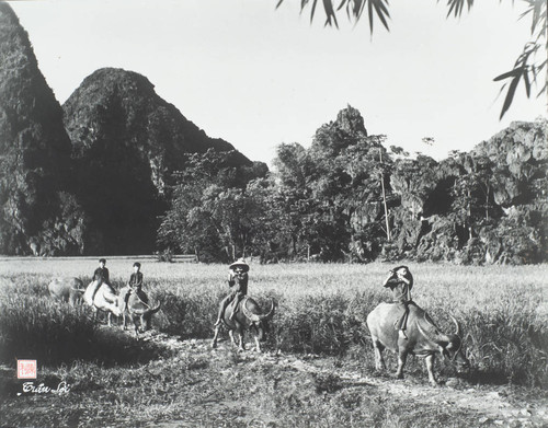 Four Boys Riding Water Buffaloes — Calisphere