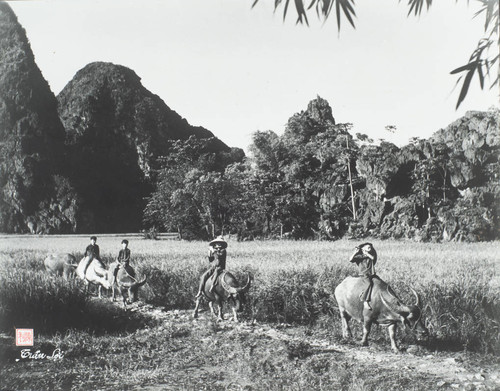 Four Boys Riding Water Buffaloes