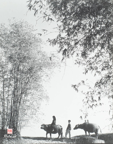 Two Boys with Water Buffalo