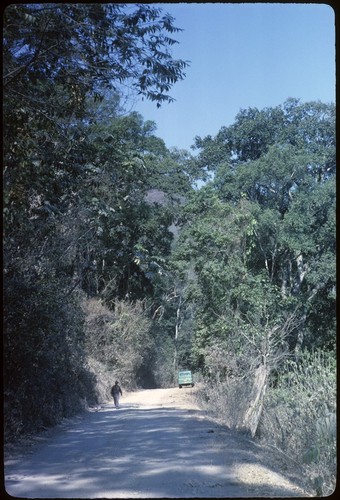 Tropical vegetation on road to Puerto Vallarta